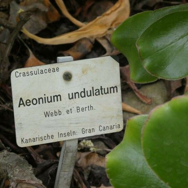 Aeonium undulatum autre