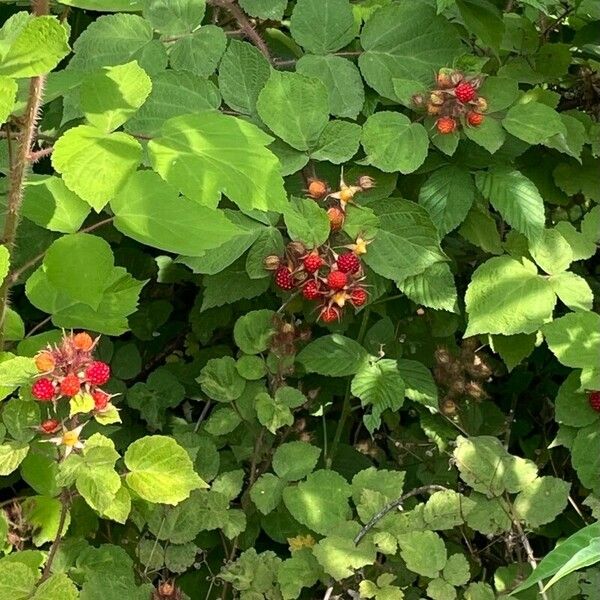 Rubus phoenicolasius 果實