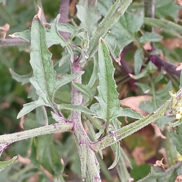 Sisymbrium officinale Blad