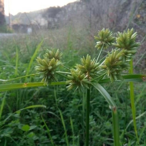 Cyperus eragrostis Deilen