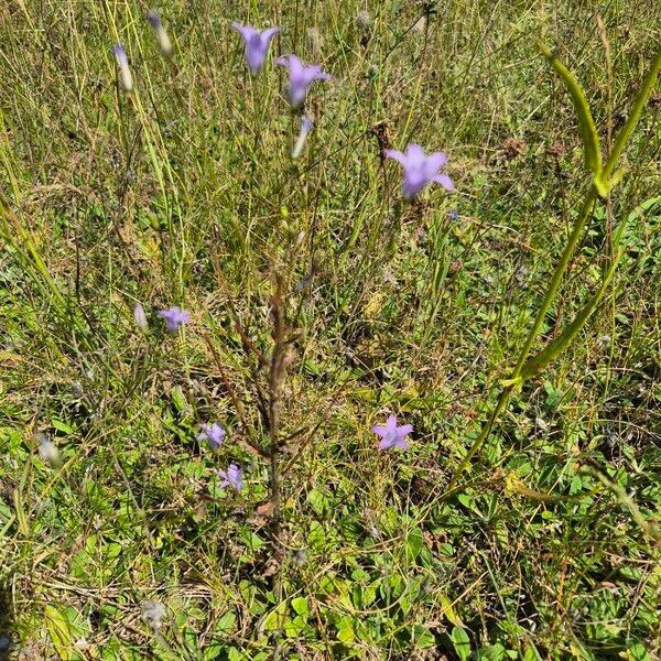 Campanula rapunculus फूल