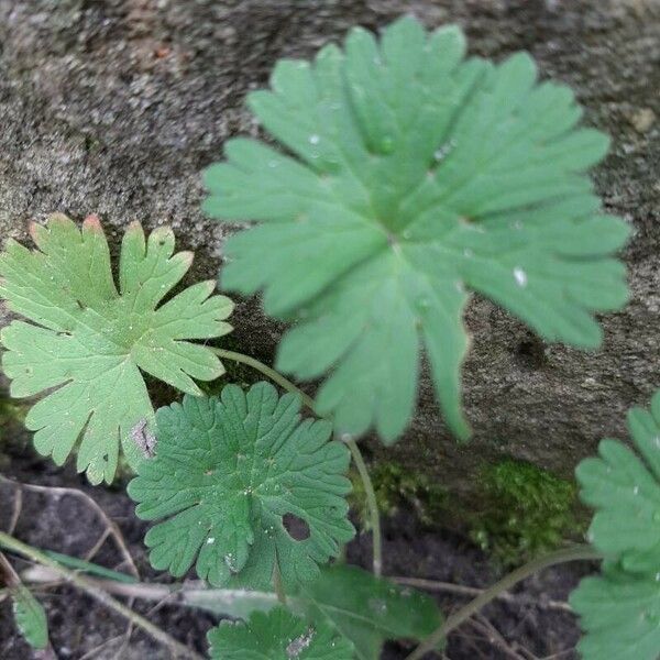 Geranium pusillum Leaf