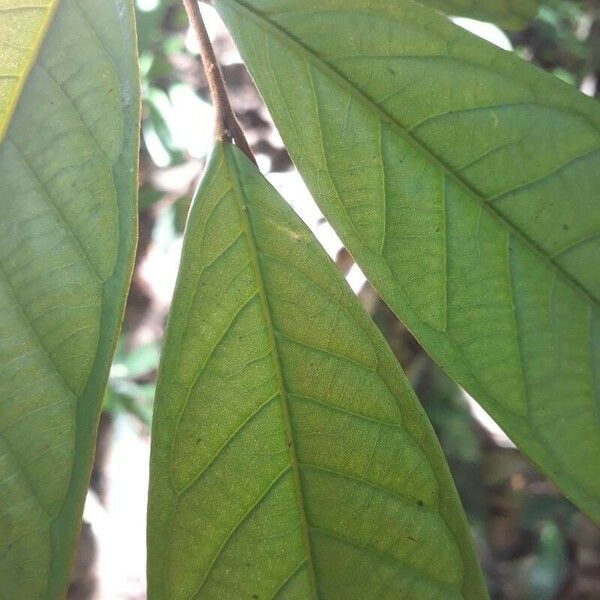 Fusaea longifolia Blatt