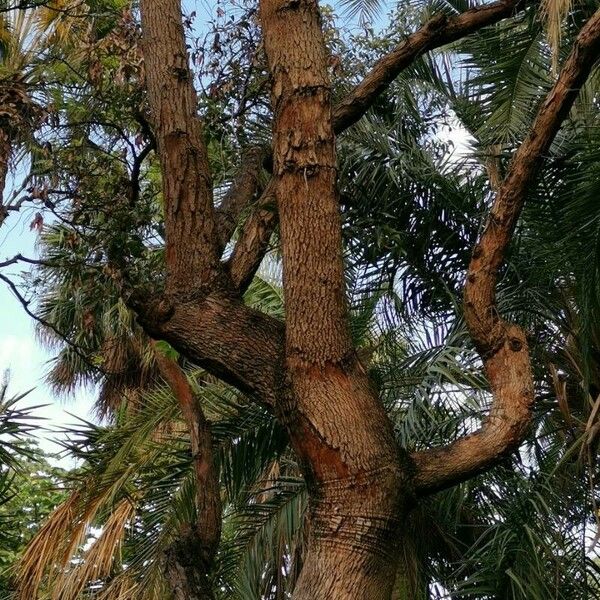 Corymbia ficifolia Habitus