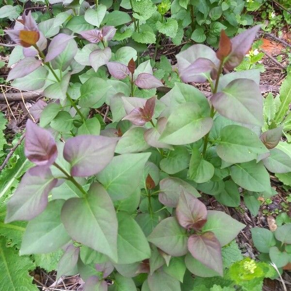 Syringa vulgaris Hostoa