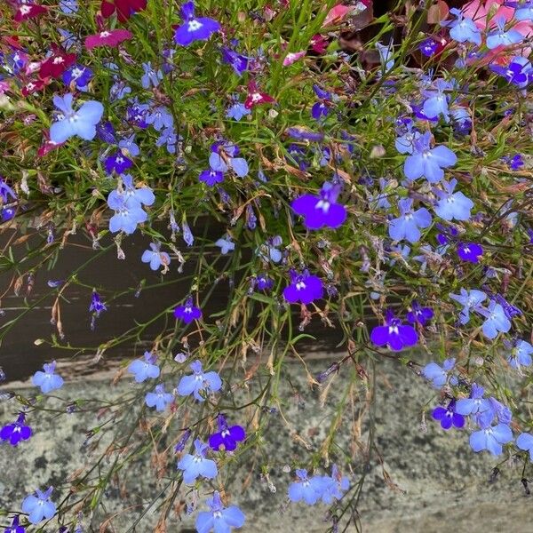 Lobelia erinus Blomma