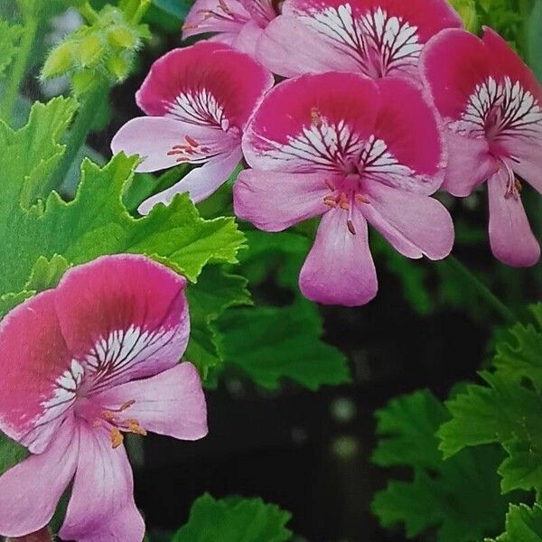 Pelargonium graveolens Çiçek