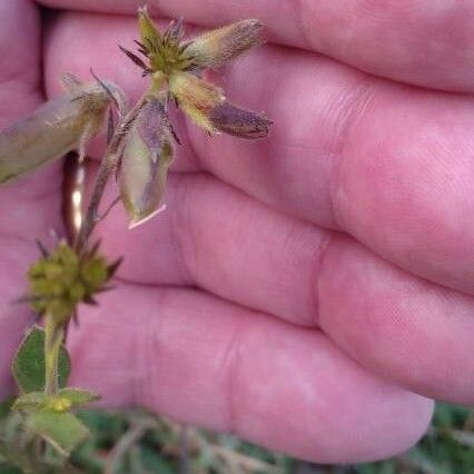 Crotalaria retusa Λουλούδι