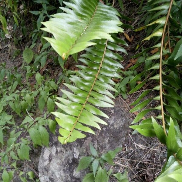 Nephrolepis abrupta Folha