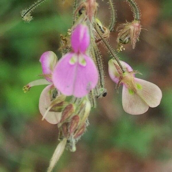 Desmodium tortuosum Blomma