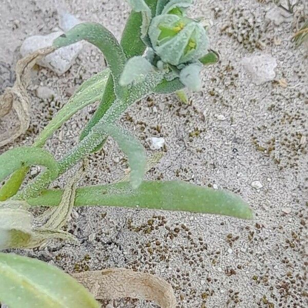Aizoanthemum hispanicum Feuille