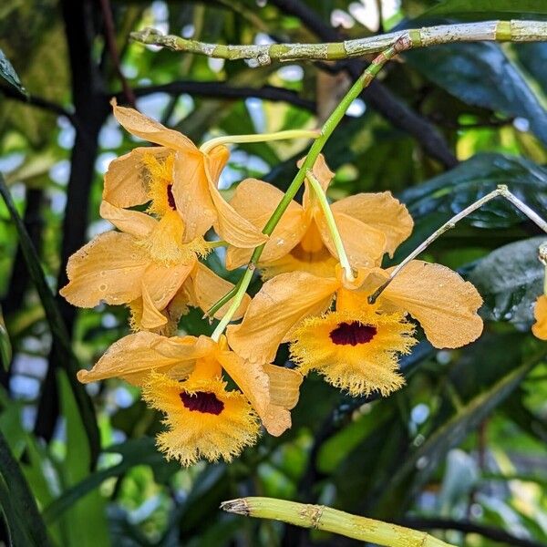 Dendrobium fimbriatum Flower