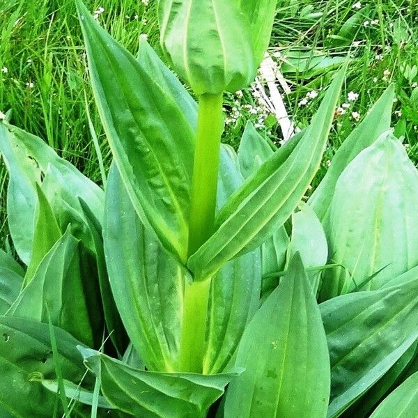 Gentiana lutea Folio