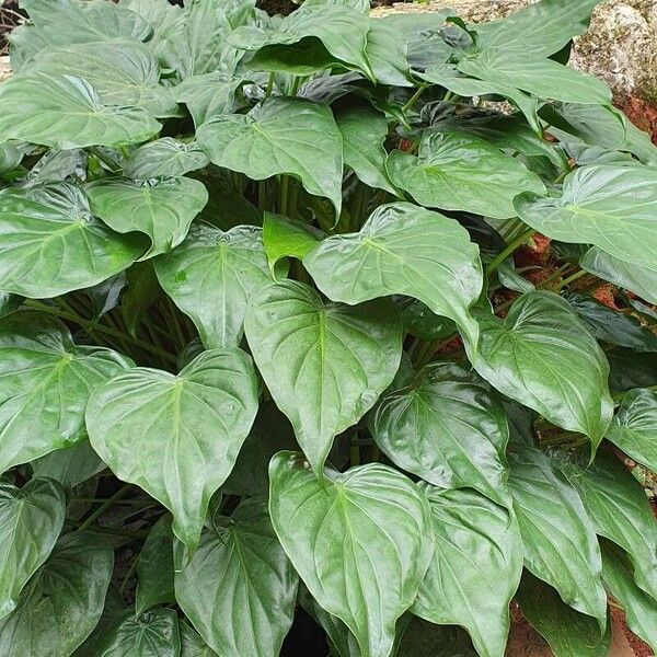 Alocasia cucullata Folha