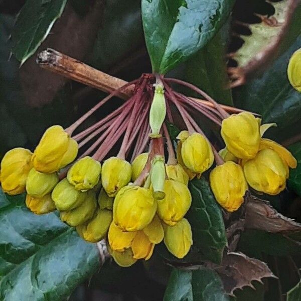 Berberis julianae Fleur