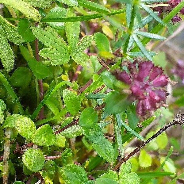 Thymus pulegioides Fulla