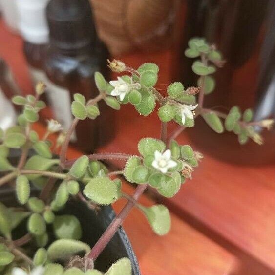 Crassula expansa Flower