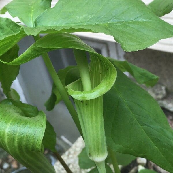 Arisaema triphyllum Blüte