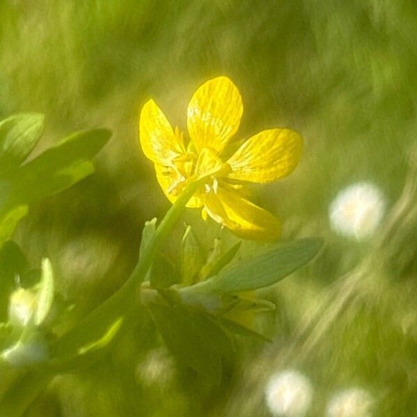 Ranunculus muricatus Flower