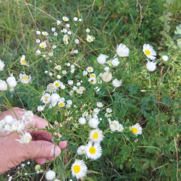 Erigeron strigosus Floro