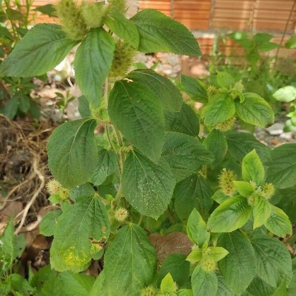 Acalypha alopecuroidea Лист