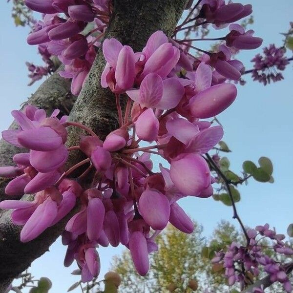 Cercis siliquastrum ফুল