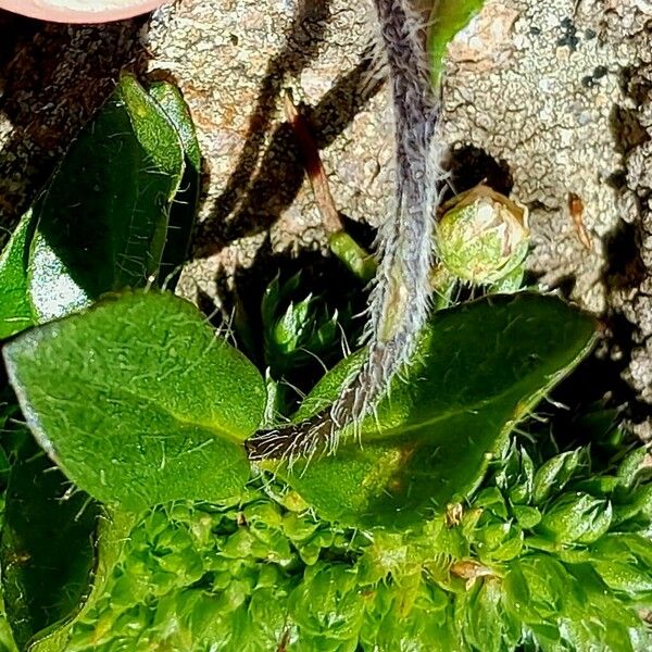 Veronica alpina Leaf