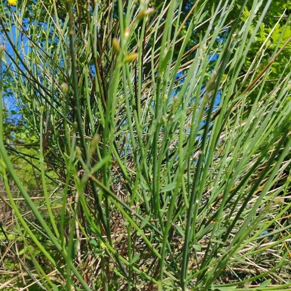 Spartium junceum Leaf