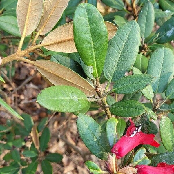 Rhododendron beanianum Levél