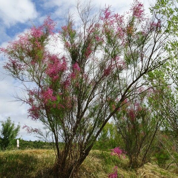 Tamarix ramosissima Хабит