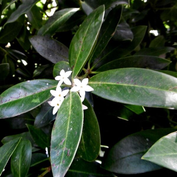 Acokanthera oblongifolia Цвят