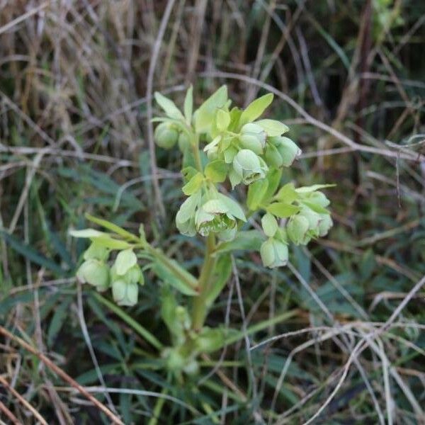 Helleborus foetidus 花