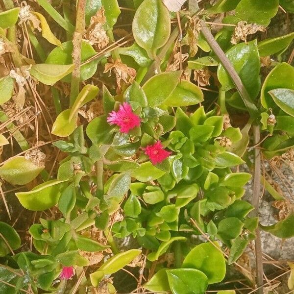 Mesembryanthemum cordifolium Blüte