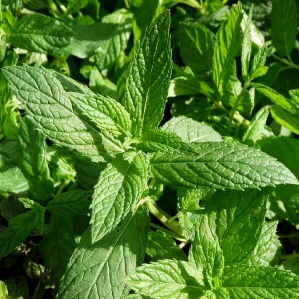 Mentha spicata পাতা