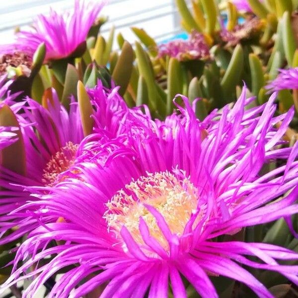 Carpobrotus acinaciformis Fiore