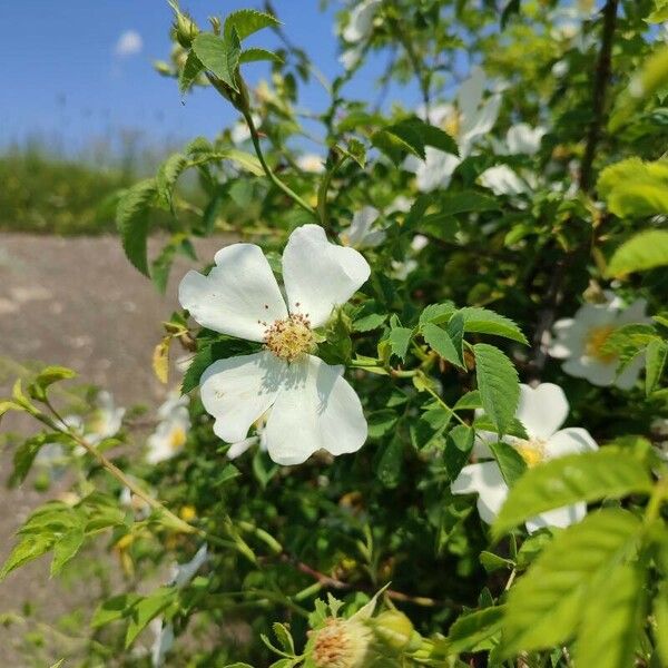 Rosa sempervirens പുഷ്പം