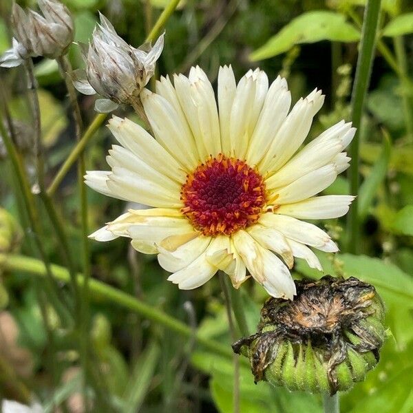 Calendula officinalis 花