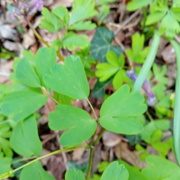 Isopyrum thalictroides Folio