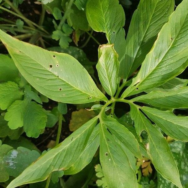 Arisaema dracontium Листок