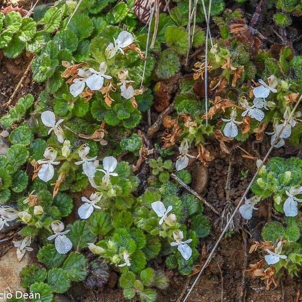 Teucrium pyrenaicum Flor