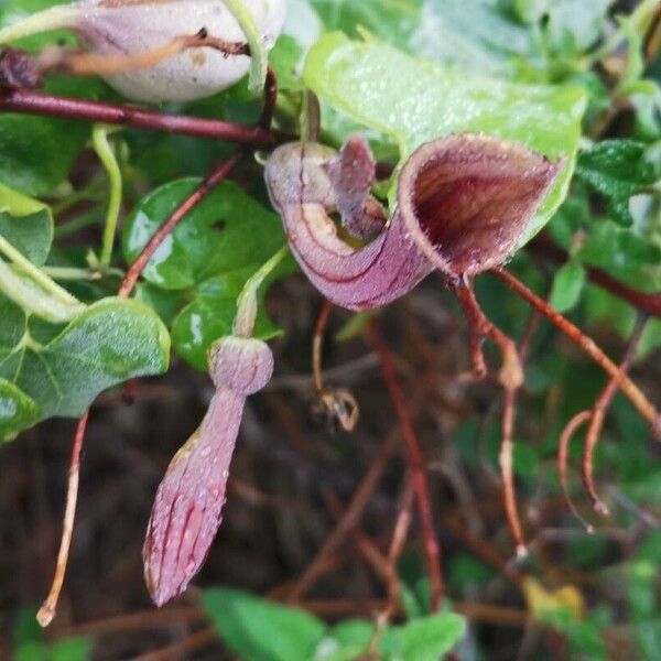 Aristolochia baetica Flower