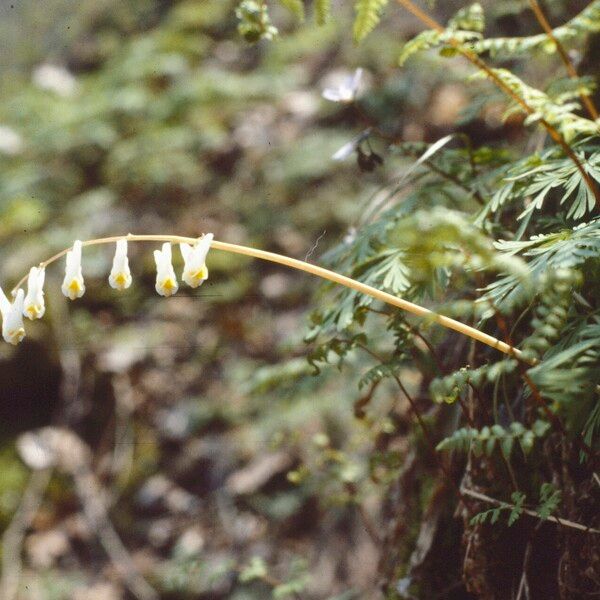 Dicentra cucullaria Flor