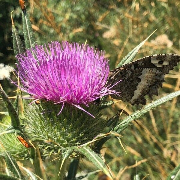 Cirsium eriophorum Fleur