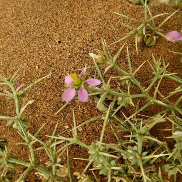 Fagonia indica Kukka