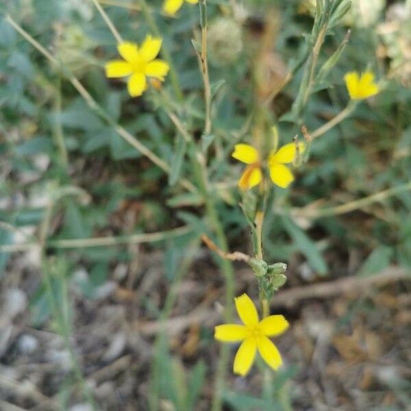 Lactuca viminea Õis