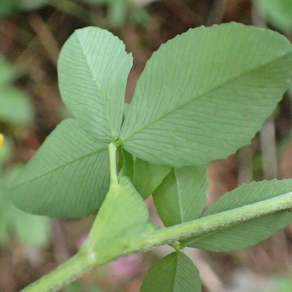 Trifolium aureum Ліст