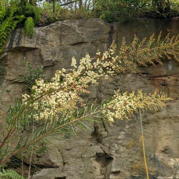 Acacia linifolia Flower