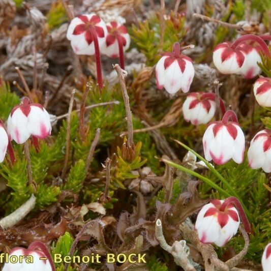 Cassiope hypnoides Агульны выгляд