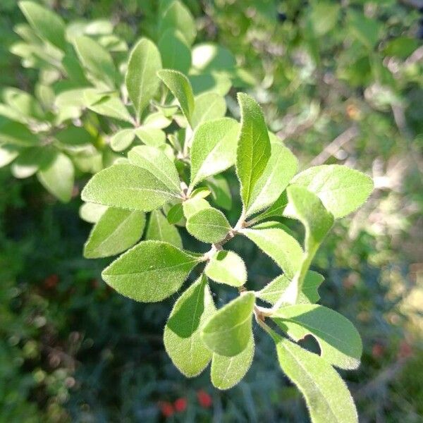 Forestiera pubescens Foglia