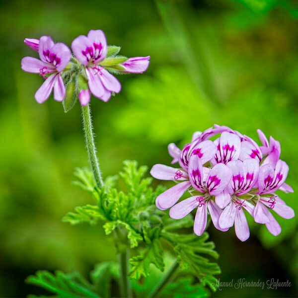 Pelargonium capitatum Fleur